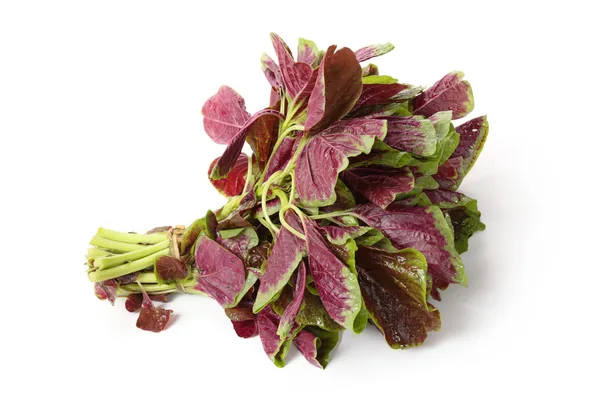 Amaranth bunch — Stock Photo, Image