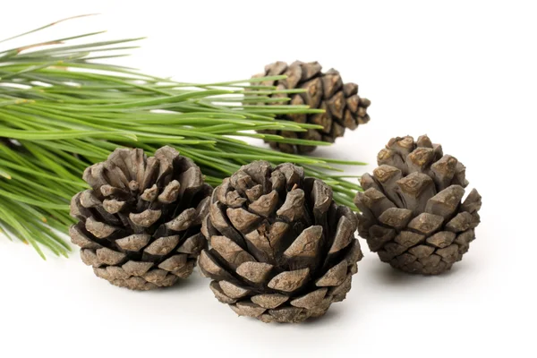 Pine cones and branch — Stock Photo, Image
