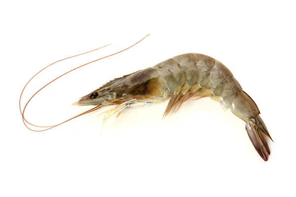 Raw shrimp — Stock Photo, Image