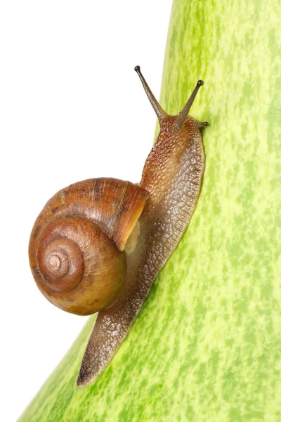 Snail — Stock Photo, Image