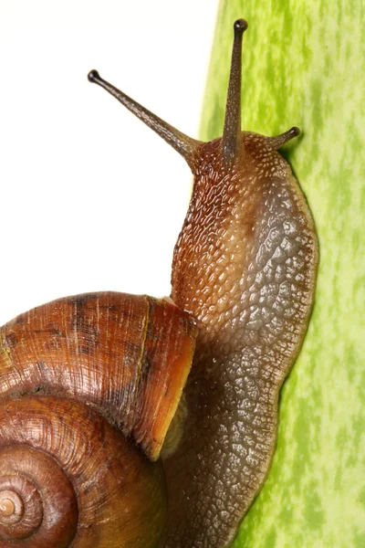 Snail — Stock Photo, Image