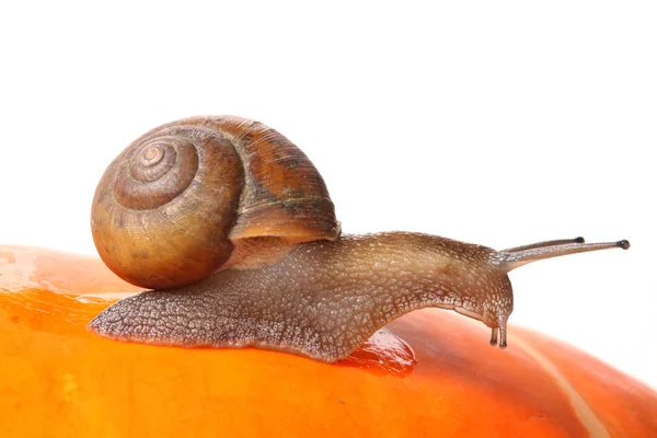 Snail — Stock Photo, Image