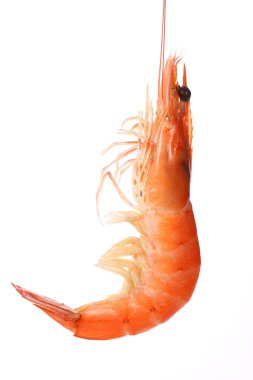 haşlanmış karides