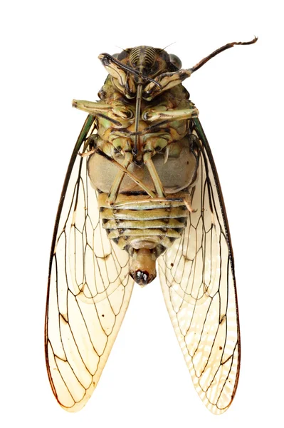 Cicada комах — стокове фото