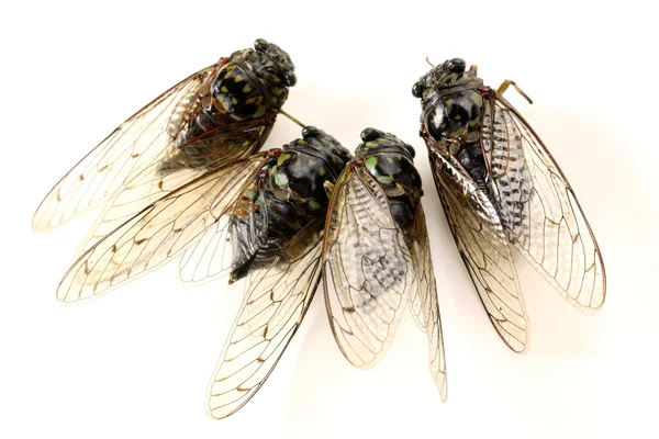 Cicadas-hyönteinen — kuvapankkivalokuva