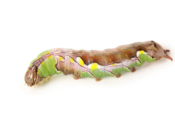 Vlinder caterpillar — Stockfoto