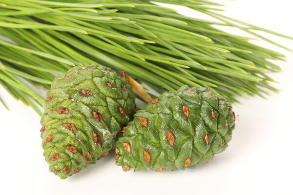 Pine cones and branch