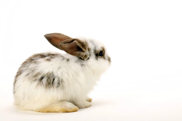 Baby bunny — Stock Photo, Image