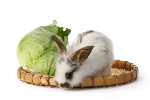 Konijn met kool — Stockfoto