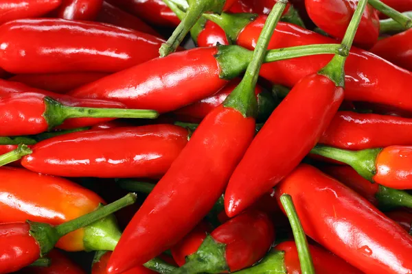 Chili paprika — Stockfoto