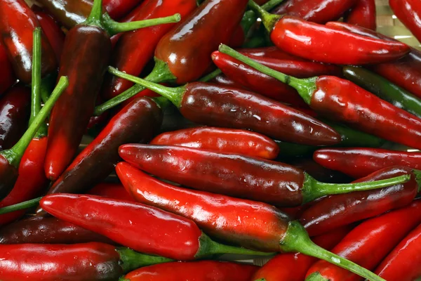 Pimentos de pimentão — Fotografia de Stock