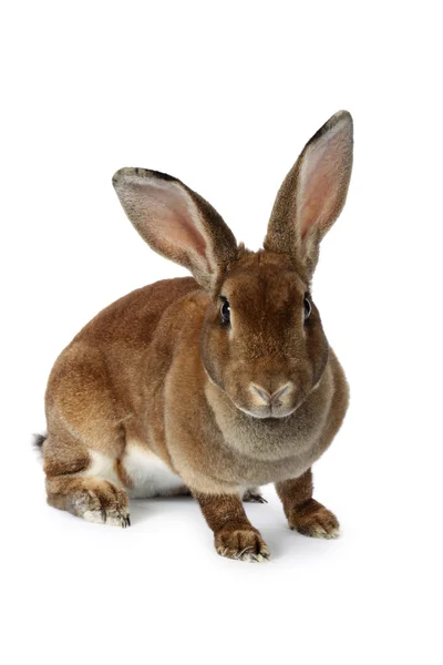 Brown bunny — Stock Photo, Image