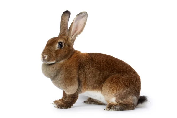 Bruin bunnykahverengi tavşan — Stok fotoğraf