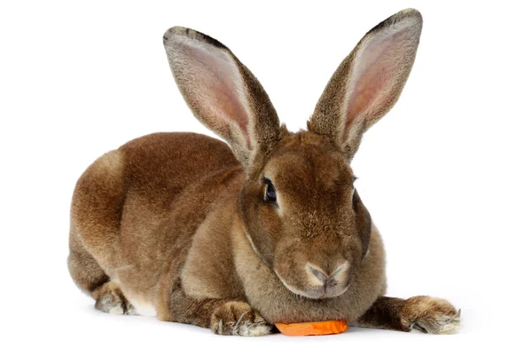 Bruin bunnykahverengi tavşan — Stockfoto