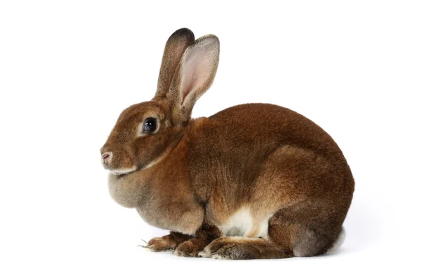 Brown bunny — Stock Photo, Image