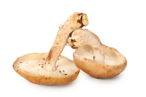 Съедобные грибы — стоковое фото