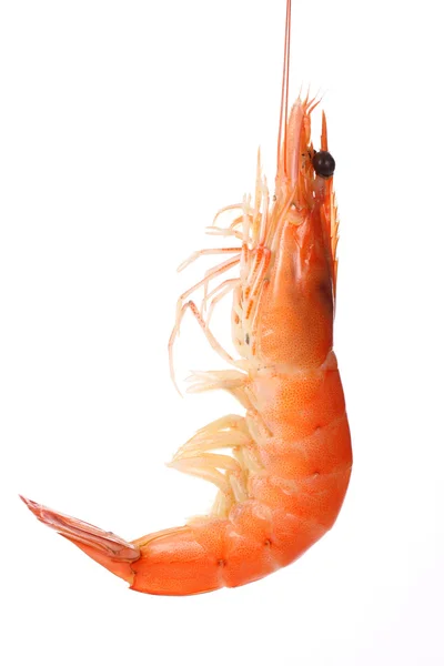 Boiled shrimp — Stock Photo, Image