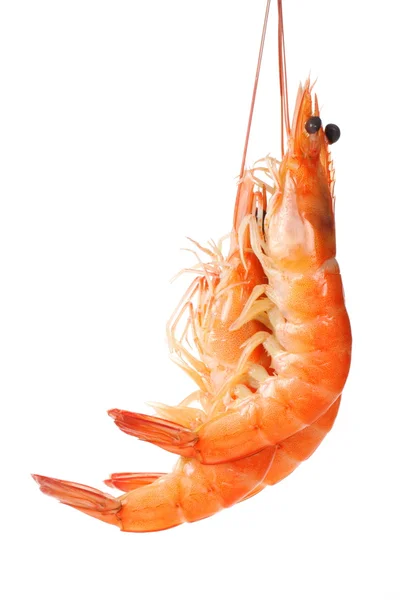 Boiled shrimps — Stock Photo, Image