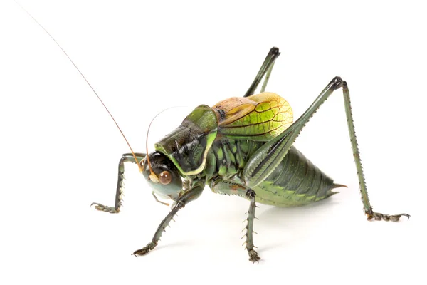 Large grasshopper — Stock Photo, Image