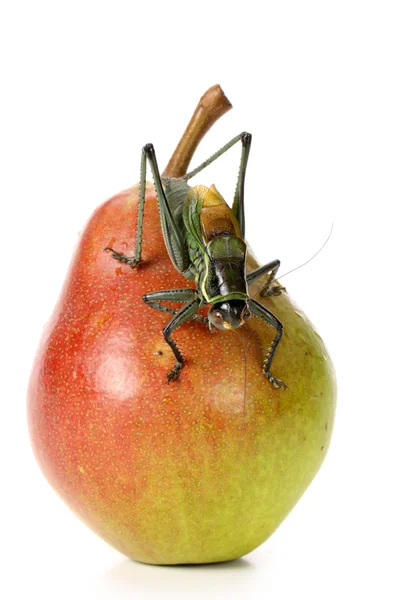 Grasshopper on pear — Stock Photo, Image