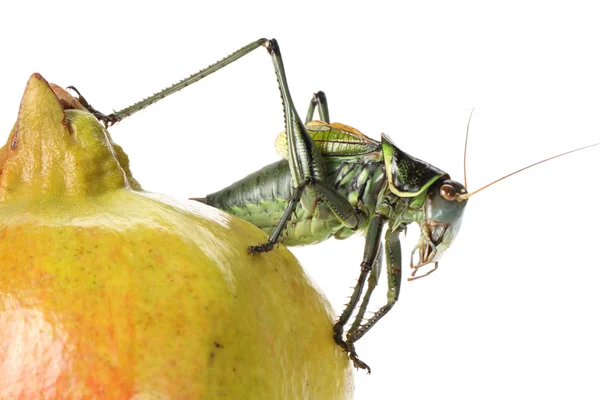 Grasshopper on pomegranate — Stock Photo, Image