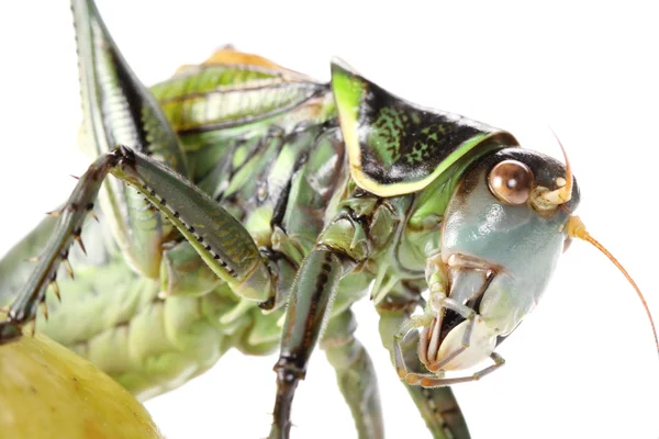 Large grasshopper — Stock Photo, Image