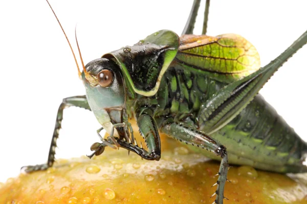 Grasshopper on pomegranate — Stock Photo, Image