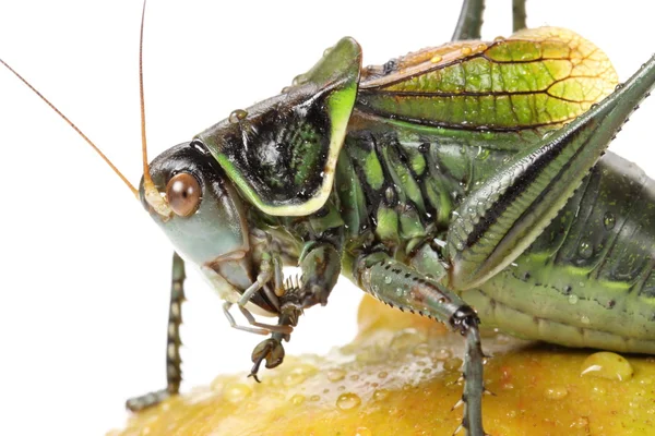 Grasshopper on pomegranate — Stock Photo, Image