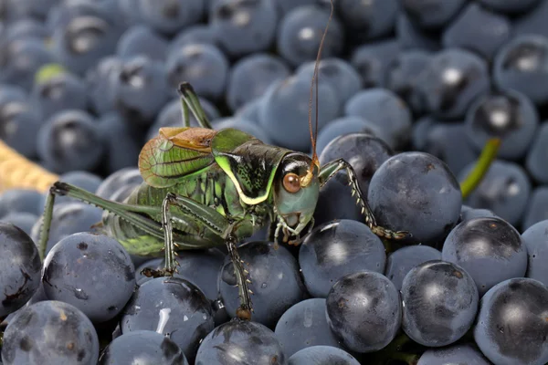 Saltamontes verdes — Foto de Stock