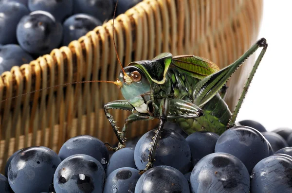 Grasshopper on grapes — Stock Photo, Image