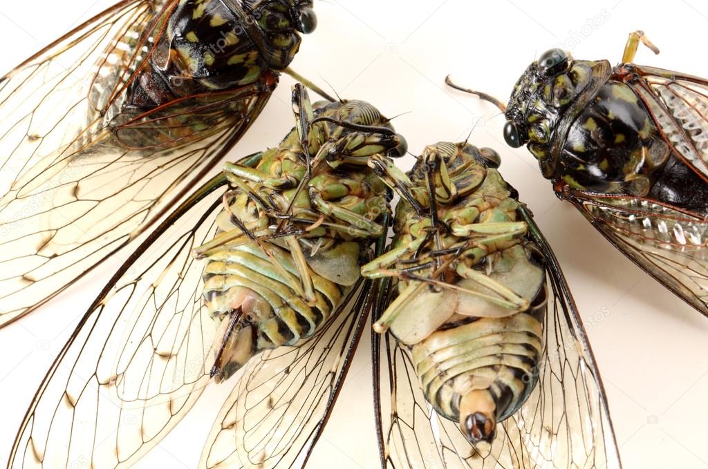 Cicadas insect