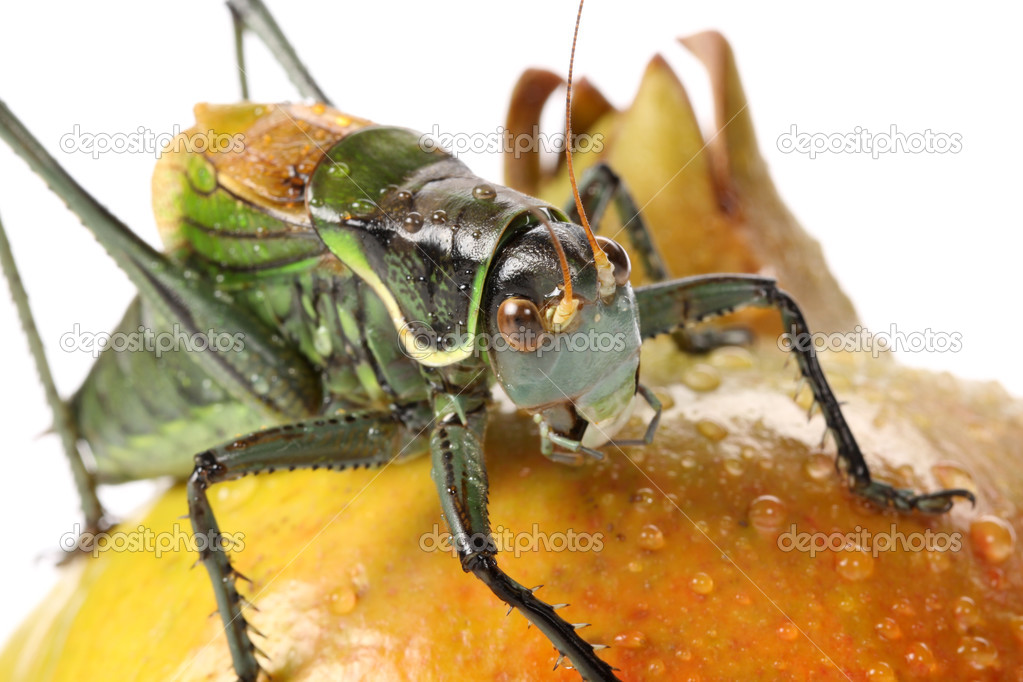 Grasshopper on pomegranate
