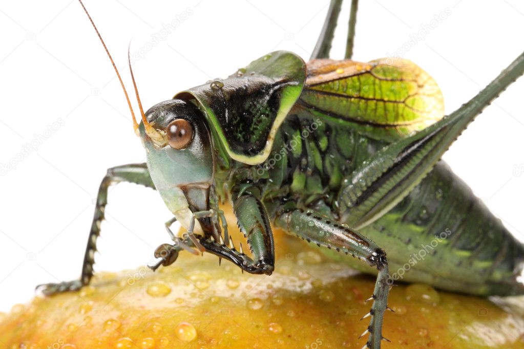 Grasshopper on pomegranate