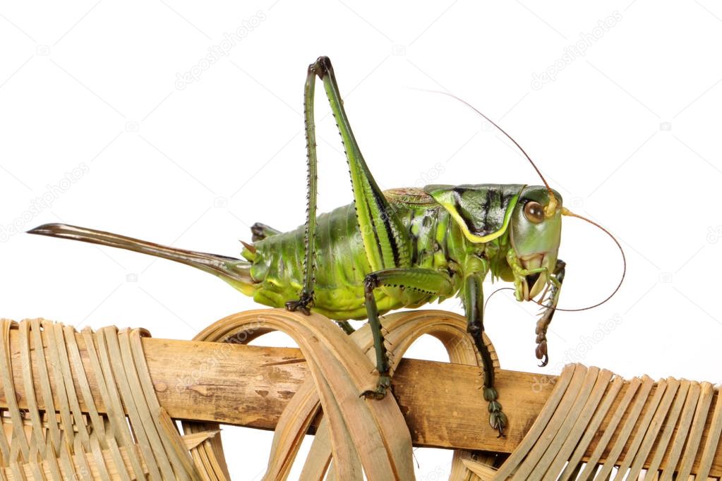 Grasshopper on basket