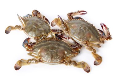 Fresh Crabs clipart