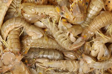 peygamber devesi karides