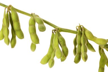 Harvested soybeans clipart