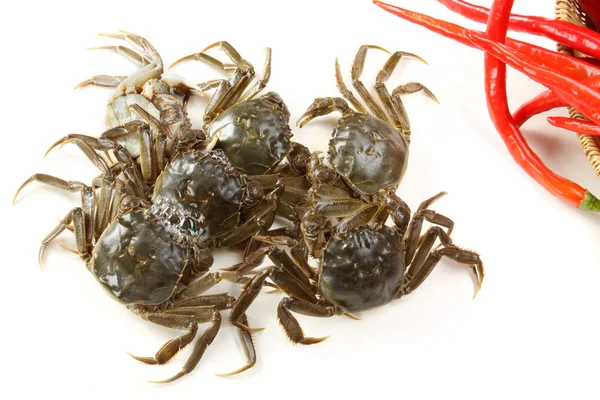Krabben met chilipepers — Stockfoto