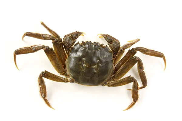 Sea crab — Stock Photo, Image