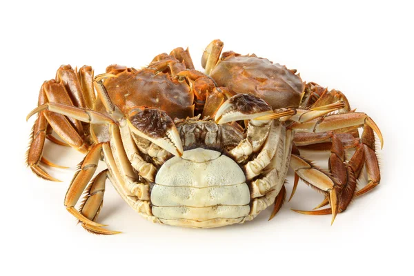 Group of Crabs — Stock Photo, Image