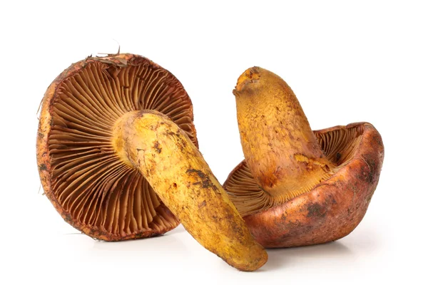 Funghi rossi — Foto Stock