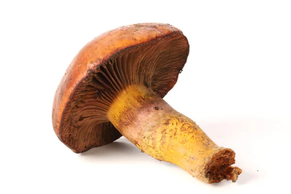 Pine tree mushroom — Stock Photo, Image