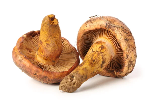 Funghi rossi — Foto Stock