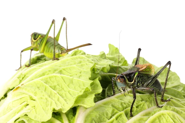 Grasshoppers on cabbage — Stock Photo, Image