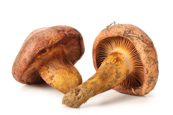 Red mushrooms — Stock Photo, Image