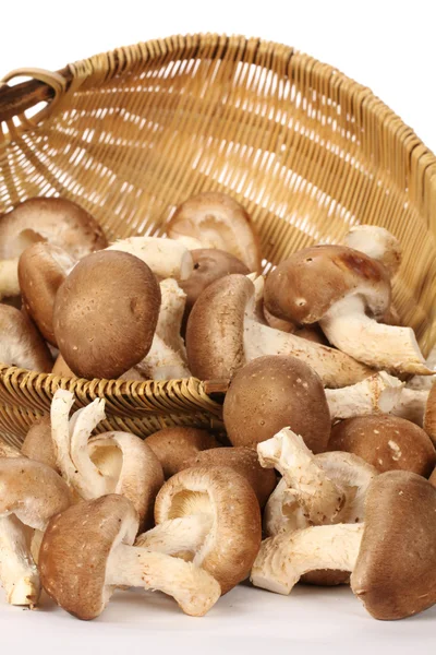 Korb mit Shiitake-Pilzen — Stockfoto
