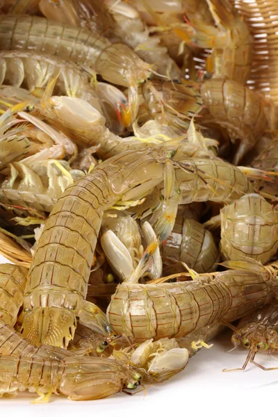 Mantis Shrimps — Stock Photo, Image
