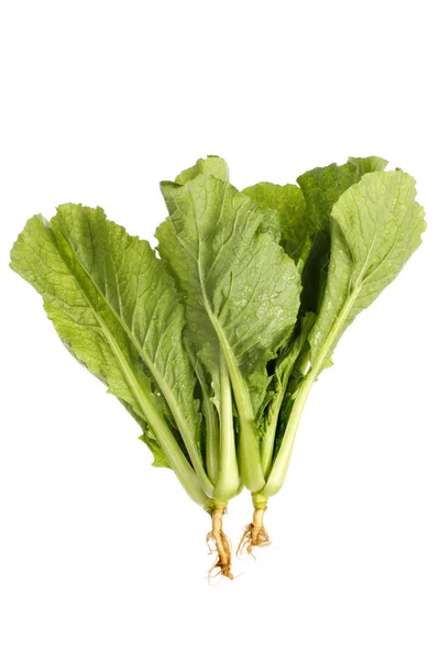 Chinese cabbage — Stock Photo, Image