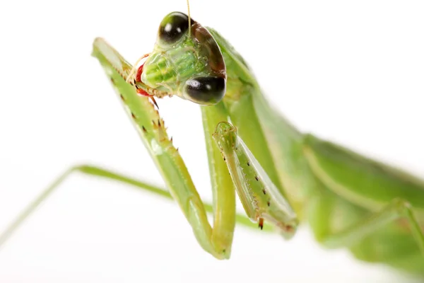 Mantis orante — Foto de Stock