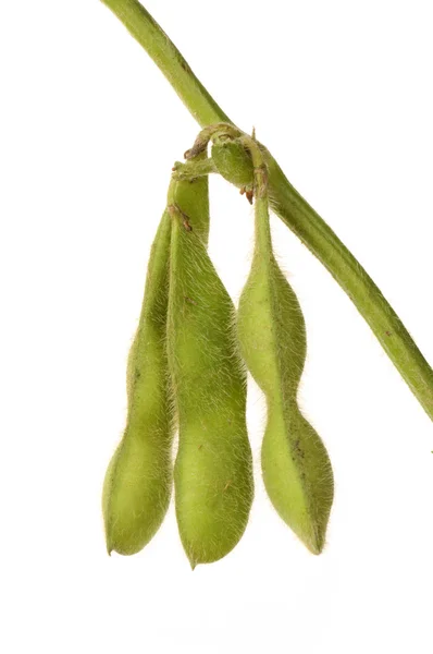 Harvested soybeans — Stock Photo, Image